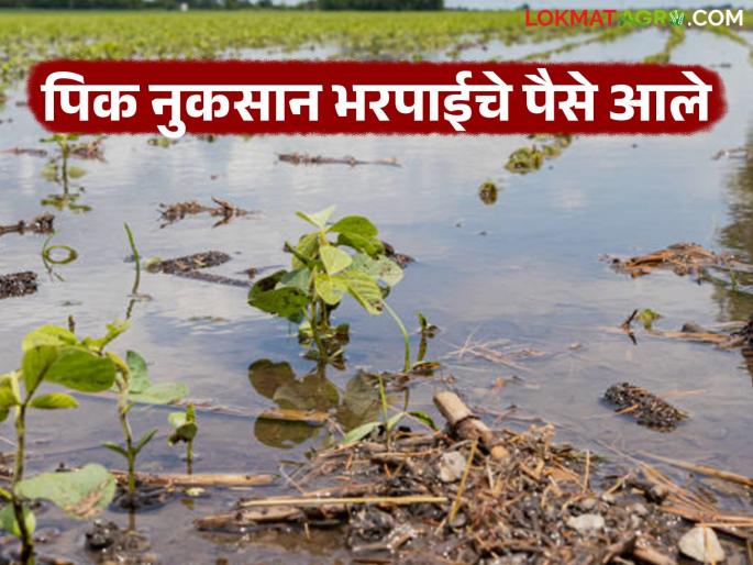Rs 22 crore approved for crop loss compensation in Rabi season; will be in farmers' accounts soon | रब्बी हंगामातील पिक नुकसान भरपाईचे २२ कोटी मंजूर; लवकरच येणार शेतकऱ्यांच्या खात्यावर