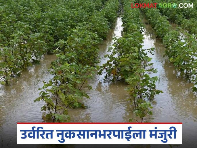Crop damage compensation money for the last two years has arrived; it will be deposited in farmers' accounts soon | मागील दोन वर्षातील पिक नुकसान भरपाईचे पैसे आले; लवकरच शेतकऱ्यांच्या खात्यावर जमा होणार Crop damage compensation money for the last two years has arrived; it will be deposited in farmers' accounts soon | मागील दोन वर्षातील पिक नुकसान भरपाईचे पैसे आले; लवकरच शेतकऱ्यांच्या खात्यावर जमा होणार