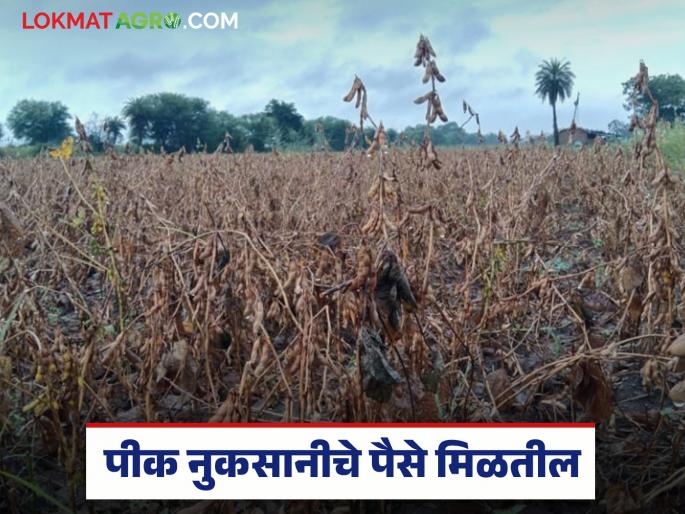 Latest News Union Agriculture Minister say about distribution of crop damage funds in Maharashtra | महाराष्ट्रातील पीक नुकसानीच्या निधी वाटपाबाबत केंद्रीय कृषिमंत्री काय म्हणाले... Latest News Union Agriculture Minister say about distribution of crop damage funds in Maharashtra | महाराष्ट्रातील पीक नुकसानीच्या निधी वाटपाबाबत केंद्रीय कृषिमंत्री काय म्हणाले...