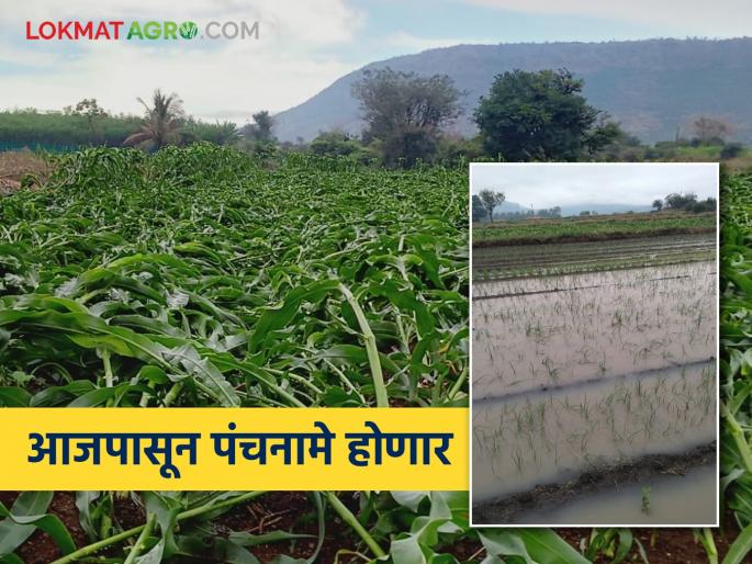 Crops on 37 thousand hectares in the state have been destroyed; Panchnamas start from today | राज्यात तब्बल ३७ हजार हेक्टरवरील पिकांची झाली माती; आजपासून पंचनाम्यांना सुरुवात