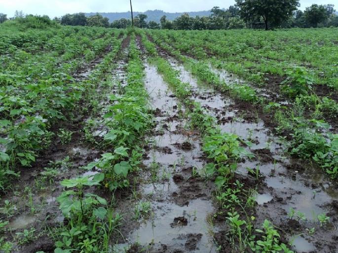 11 crore crop loss due to heavy rains, floods in Sangli When will farmers get compensation? | Sangli: अतिवृष्टी, पुरामुळे पिकांचे ११ कोटींचे नुकसान; शेतकऱ्यांना भरपाई मिळणार कधी? 11 crore crop loss due to heavy rains, floods in Sangli When will farmers get compensation? | Sangli: अतिवृष्टी, पुरामुळे पिकांचे ११ कोटींचे नुकसान; शेतकऱ्यांना भरपाई मिळणार कधी?