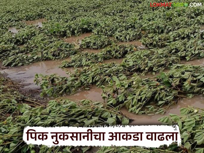The number of crop losses due to heavy rains in the state has increased in the last week; The highest loss was in 'Haya' district | राज्यात गेल्या आठवडाभरात अतिवृष्टीमुळे झालेल्या पिक नुकसानीचा आकडा वाढला; सर्वाधिक नुकसान 'ह्या' जिल्ह्यात