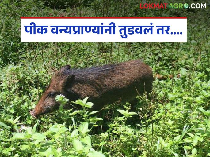 Latest News wild animals damage agriculture, compensation of up to Rs 50 thausand will be given, read in detail | वन्यप्राण्यांनी शेतीचं नुकसान केल्यास मिळणार 50 हजारांपर्यंत भरपाई, वाचा सविस्तर 