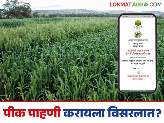 E Peek Pahani : Don't worry if you missed out on e pik pahani digital crop survey; This is the another option | E Peek Pahani : ई-पीक पाहणी करायची राहून गेली काळजी करू नका; हा आहे अजून एक पर्याय E Peek Pahani : Don't worry if you missed out on e pik pahani digital crop survey; This is the another option | E Peek Pahani : ई-पीक पाहणी करायची राहून गेली काळजी करू नका; हा आहे अजून एक पर्याय