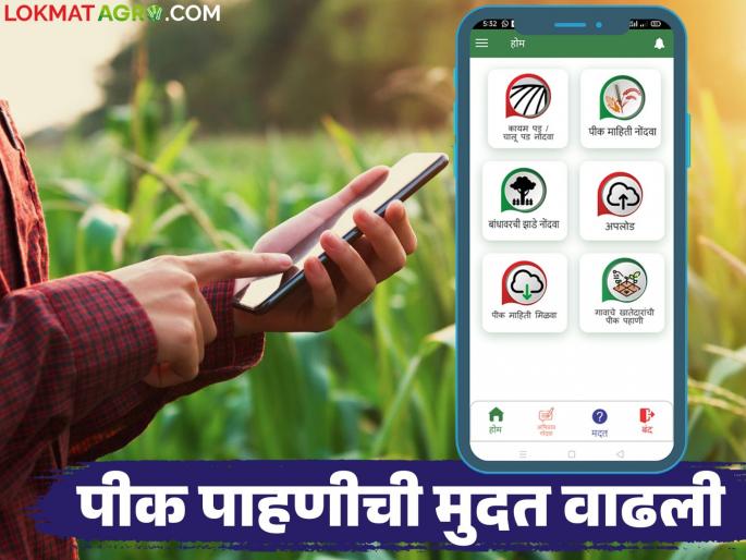 Pik Pahani : Do you still have to remain your e pik pahani? Don't worry; here is the new date | Pik Pahani : तुमची ई-पीक पाहणी करायची राहिलीय? काळजी करू नका; आली 'ही' नवीन तारीख Pik Pahani : Do you still have to remain your e pik pahani? Don't worry; here is the new date | Pik Pahani : तुमची ई-पीक पाहणी करायची राहिलीय? काळजी करू नका; आली 'ही' नवीन तारीख