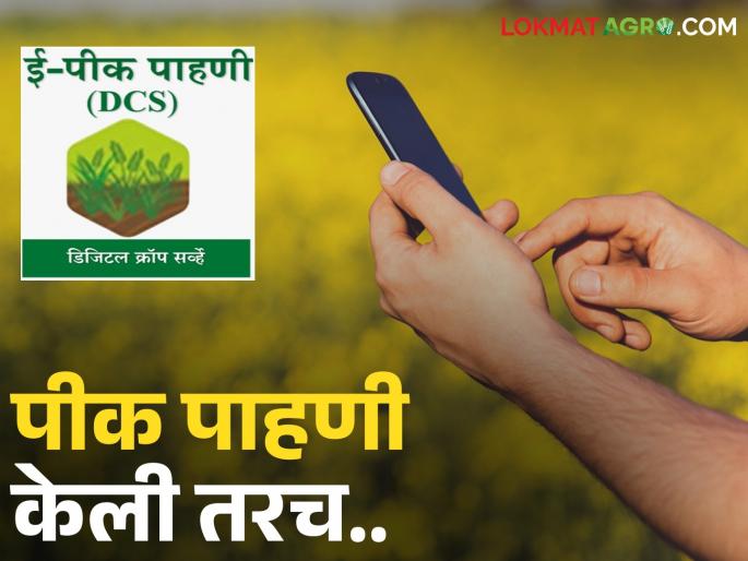 What action will be taken if there is a discrepancy between the e pik pahani and the insured crop? | ई-पीक पाहणी आणि विमा घेतलेले पीक यात तफावत आढळल्यास अशी होणार कारवाई? What action will be taken if there is a discrepancy between the e pik pahani and the insured crop? | ई-पीक पाहणी आणि विमा घेतलेले पीक यात तफावत आढळल्यास अशी होणार कारवाई?