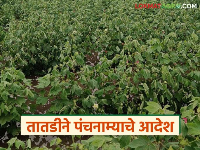 Agriculture Minister orders immediate assessment of crop damage caused by heavy rains in the state | राज्यात अतिवृष्टीमुळे झालेल्या पिक नुकसानीचे तातडीने पंचनामे करण्याचे कृषीमंत्र्यांचे आदेश