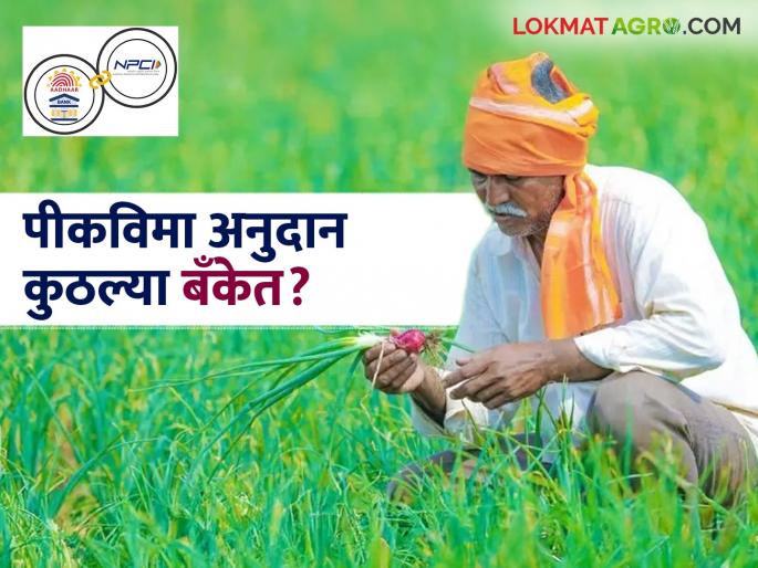 Latest News Pik Vima bank which bank account crop insurance money went to Read more here | Pik Vima Bank : पीक विम्याचे पैसे कुठल्या बँकेत आले, हे कसे समजेल? इथं वाचा सविस्तर 