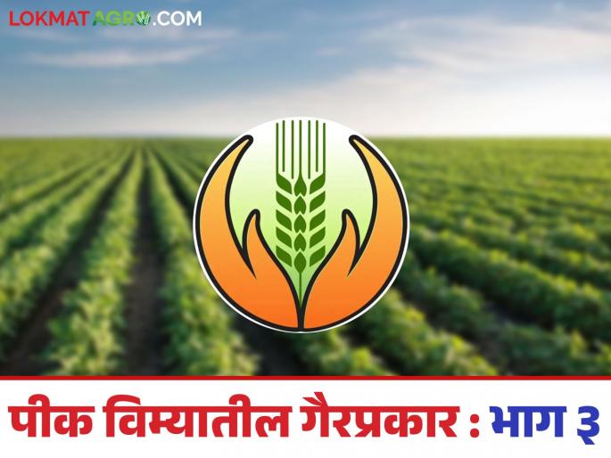 Latest news Pik Vima Yojana Crop insurance was taken out twice on same area in Nashik district, read in detail | Pik Vima Yojana : नाशिक जिल्ह्यात एकाच क्षेत्रावर दोनदा पीकविमा उतरवल्याचा प्रकार, वाचा सविस्तर  Latest news Pik Vima Yojana Crop insurance was taken out twice on same area in Nashik district, read in detail | Pik Vima Yojana : नाशिक जिल्ह्यात एकाच क्षेत्रावर दोनदा पीकविमा उतरवल्याचा प्रकार, वाचा सविस्तर