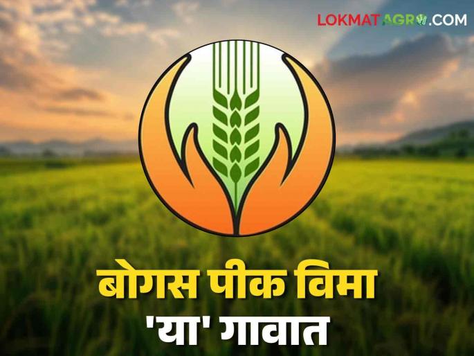 Bogus Pik Vima: The government finally sought a report on bogus farmers in crop insurance. | Bogus Pik Vima : पीक विम्यातील बोगस शेतकऱ्यांचा अहवाल अखेर सरकारने मागविला