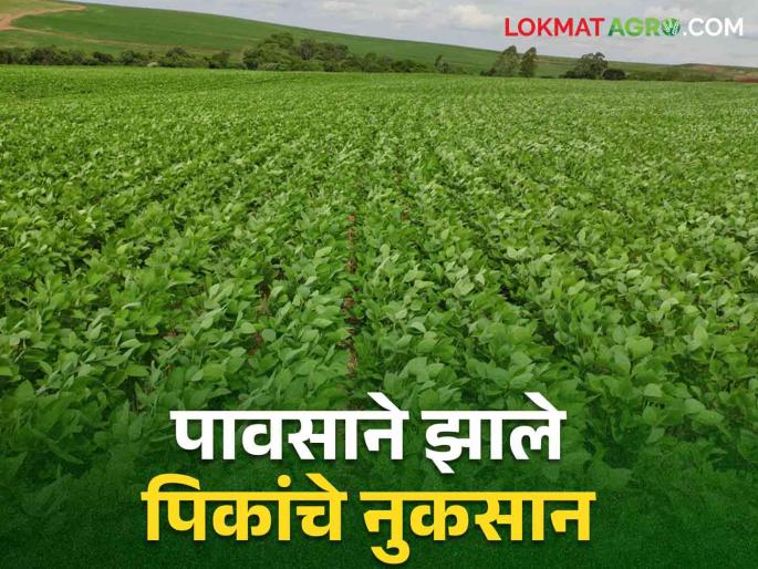 Crop Insurance : Farmers! In case of crop damage due to rain, inform the insurance company within 72 hours | Crop Insurance : शेतकऱ्यांनो! पावसाने पिकांचे नुकसान झाल्यास ७२ तासांमध्येच कळवा विमा कंपनीला Crop Insurance : Farmers! In case of crop damage due to rain, inform the insurance company within 72 hours | Crop Insurance : शेतकऱ्यांनो! पावसाने पिकांचे नुकसान झाल्यास ७२ तासांमध्येच कळवा विमा कंपनीला
