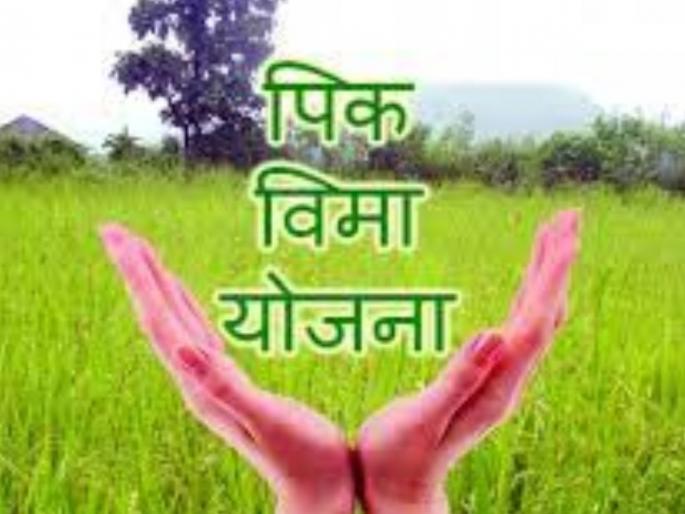 crop insurance 80 crore amount deposited in the bank accounts of 88 thousand farmers | आनंदवार्ता! ८८ हजार शेतकऱ्यांच्या बँक खात्यावर ८० कोटी पीक विमा रक्कम जमा crop insurance 80 crore amount deposited in the bank accounts of 88 thousand farmers | आनंदवार्ता! ८८ हजार शेतकऱ्यांच्या बँक खात्यावर ८० कोटी पीक विमा रक्कम जमा