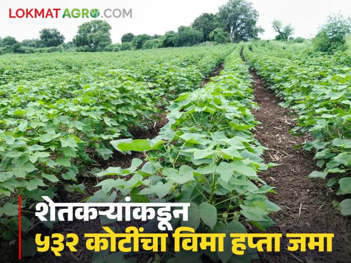 Pik Vima 2025 : 91 lakh farmers in the state have taken out Kharif crop insurance; Maximum applications are from 'this' district | Pik Vima 2025 : राज्यात ९१ लाख शेतकऱ्यांनी काढला खरीप पीकविमा; सर्वाधिक अर्ज 'या' जिल्ह्यातून
