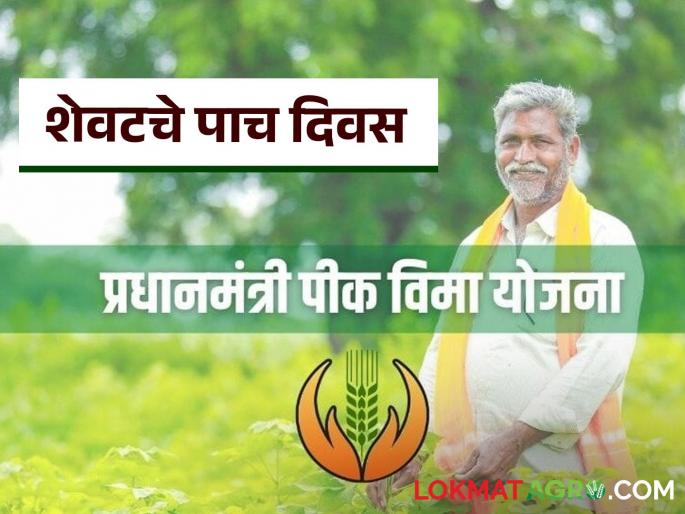 Latest News Pik vima July 15 last date to apply for crop insurance scheme see details | Pik Vima Yojna : पीक विमा योजेनसाठी पाच दिवस शिल्लक, शेतकरी बांधवाना नोंदणीचे आवाहन 