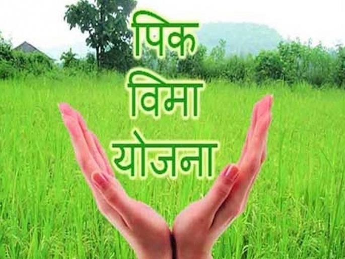 Who rigged the crop insurance scheme? Farmers were misled, the government got away with it... | पीकविमा योजनेचा खेळखंडोबा कुणी केला? शेतकऱ्यांना दुषणे दिली, सरकारने पळ काढला... Who rigged the crop insurance scheme? Farmers were misled, the government got away with it... | पीकविमा योजनेचा खेळखंडोबा कुणी केला? शेतकऱ्यांना दुषणे दिली, सरकारने पळ काढला...