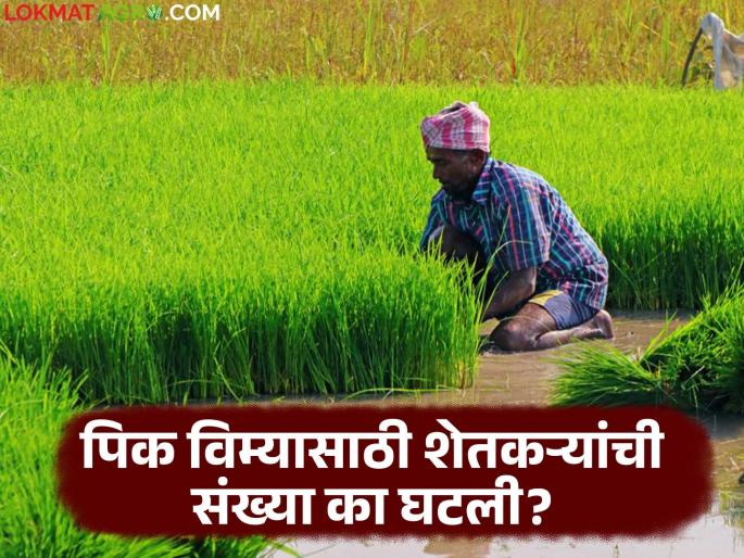 Farmers participation has decreased due to 'these' two changes in the Kharif season crop insurance scheme | खरीप हंगाम पीकविमा योजनेतील 'या' दोन बदलांमुळे शेतकऱ्यांचा सहभाग झाला कमी Farmers participation has decreased due to 'these' two changes in the Kharif season crop insurance scheme | खरीप हंगाम पीकविमा योजनेतील 'या' दोन बदलांमुळे शेतकऱ्यांचा सहभाग झाला कमी