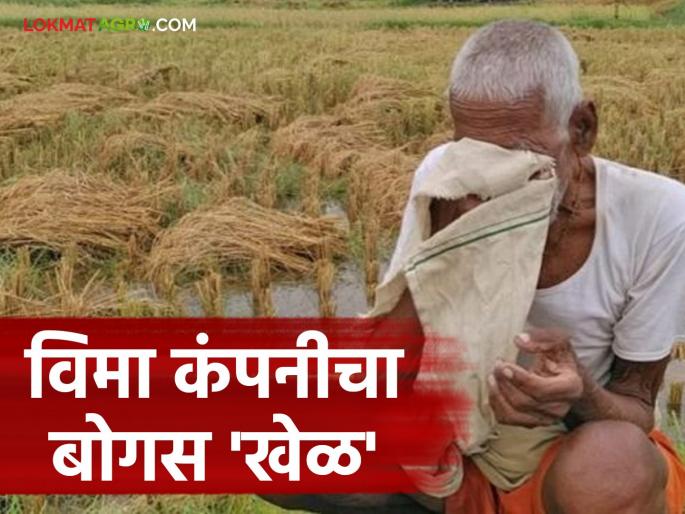 latest news Bogus Pik Vima: There is a stir in this district over the crop insurance scam; Read what is the case in detail | Bogus Pik Vima: पीक विमा घोटाळ्यावरून 'या' जिल्ह्यात खळबळ; वाचा काय आहे प्रकरण सविस्तर
