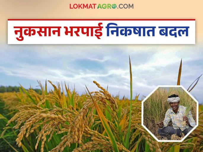Now, under these criteria, compensation will be provided under the crop insurance scheme; know in detail | आता पिक विमा योजनेत नुकसान भरपाई मिळणार या निकषांवर; जाणून घ्या सविस्तर