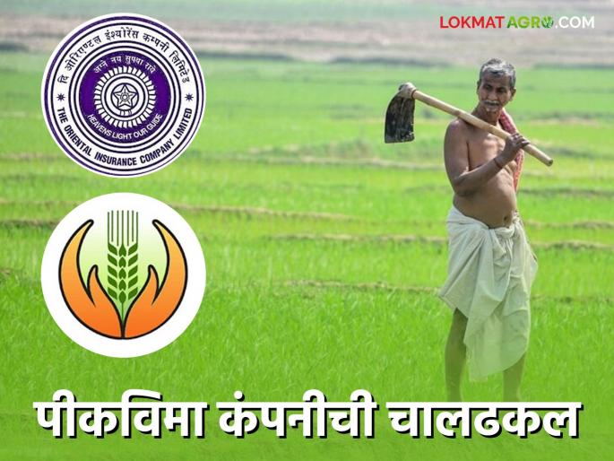 Latest News pik vima yojna 2023 crop insurance compensation still not received to ahmednagar farmers!  | Pik Vima Yojna : पीकविमा कंपनीची चालढकल, 2023 ची नुकसानभरपाई अजूनही शेतकऱ्यांना मिळालेली नाही!  Latest News pik vima yojna 2023 crop insurance compensation still not received to ahmednagar farmers!  | Pik Vima Yojna : पीकविमा कंपनीची चालढकल, 2023 ची नुकसानभरपाई अजूनही शेतकऱ्यांना मिळालेली नाही!
