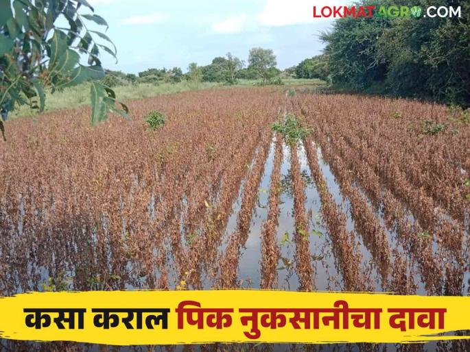 Crops have been damaged due to heavy rain, how to claim crop insurance compensation Read more in detail | अतिवृष्टीमुळे पिकांचे नुकसान झालंय पिक विमा नुकसान भरपाई मिळण्यासाठी कसा कराल दावा.. वाचा सविस्तर