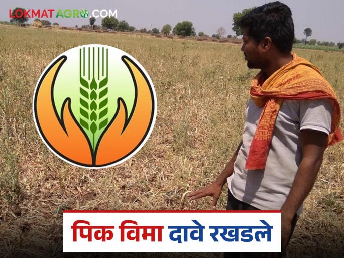 Latest News Agriculture News Insurance companies' crop insurance claims not approved | कृषी विभागाचा हलगर्जीपणा, उंबरठा उत्पादनास दिरंगाई, पीक विमा दावे रखडले