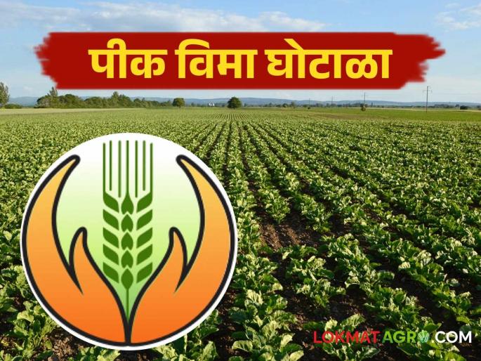 Crop Insurance Scam: High-level inquiry into PM Crop Insurance Scheme scam; Action will be taken against the culprits | Crop Inurance Scam : पीएम पीक विमा योजनेतील घोटाळ्याची उच्चस्तरीय चौकशी; दोषींवर होणार कारवाई Crop Insurance Scam: High-level inquiry into PM Crop Insurance Scheme scam; Action will be taken against the culprits | Crop Inurance Scam : पीएम पीक विमा योजनेतील घोटाळ्याची उच्चस्तरीय चौकशी; दोषींवर होणार कारवाई