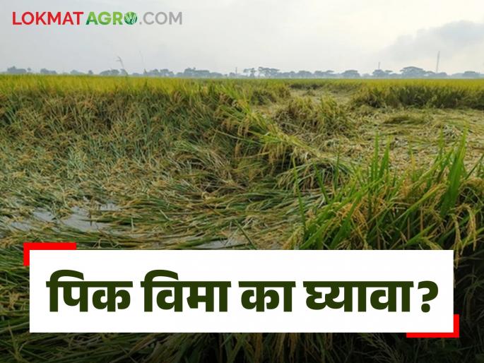Pik Vima Claim : Why take out crop insurance and how to claim, read in detail | Pik Vima Claim : पीक विमा का काढावा व कसा करावा क्लेम वाचा सविस्तर Pik Vima Claim : Why take out crop insurance and how to claim, read in detail | Pik Vima Claim : पीक विमा का काढावा व कसा करावा क्लेम वाचा सविस्तर