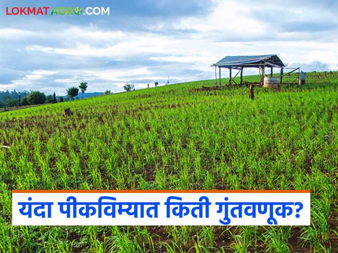 How much investment is the government making in the new crop insurance scheme; does it benefit the government or the companies? Read in detail | नवीन पीकविमा योजनेत सरकारची किती गुंतवणूक; फायदा सरकारला की कंपन्यांना? वाचा सविस्तर
