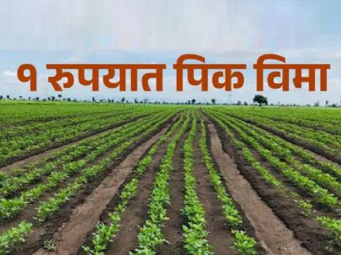 The way is paved for 8 thousand 883 farmers of Kolhapur district to get compensation of Rs 8 crore 71 lakh 76 thousand under the crop insurance scheme at one rupee | खुशखबर!, प्रलंबित पीकविमा नुकसानभरपाईचा मार्ग मोकळा, कोल्हापूर जिल्ह्यात लाभार्थी अन् किती कोटी मिळणार.. जाणून घ्या The way is paved for 8 thousand 883 farmers of Kolhapur district to get compensation of Rs 8 crore 71 lakh 76 thousand under the crop insurance scheme at one rupee | खुशखबर!, प्रलंबित पीकविमा नुकसानभरपाईचा मार्ग मोकळा, कोल्हापूर जिल्ह्यात लाभार्थी अन् किती कोटी मिळणार.. जाणून घ्या