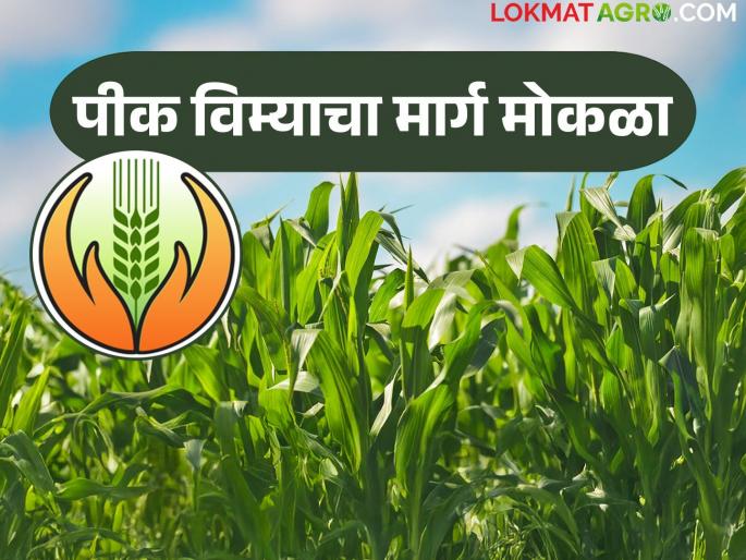 Path clear for farmers crop compensation; Last installment of crop insurance scheme soon | शेतकऱ्यांच्या नुकसान भरपाईचा मार्ग मोकळा; पीकविमा योजनेचा शेवटचा हप्ता लवकरच