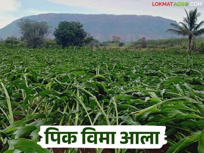 Pik Vima: Crop insurance money has arrived in this district, it will be deposited in the farmers' accounts next week | Pik Vima : या जिल्ह्यातील पिक विम्याचे पैसे आले, पुढील आठवड्यात जमा होणार शेतकऱ्यांच्या खात्यावर Pik Vima: Crop insurance money has arrived in this district, it will be deposited in the farmers' accounts next week | Pik Vima : या जिल्ह्यातील पिक विम्याचे पैसे आले, पुढील आठवड्यात जमा होणार शेतकऱ्यांच्या खात्यावर