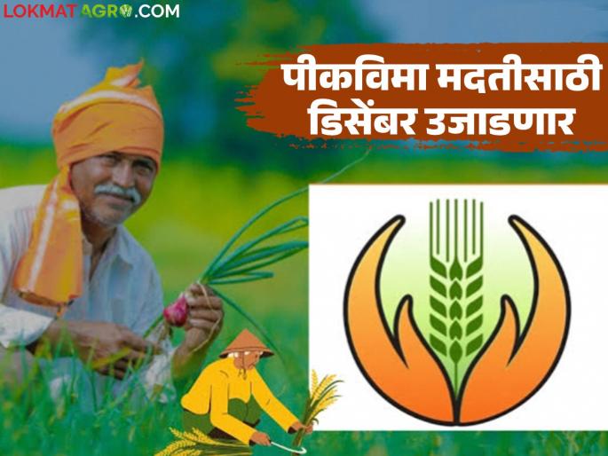 Will I get a lump sum of Rs 17,500 from the crop insurance scheme? On what criteria will the compensation be decided? | पीकविमा योजनेतून सरसकट १७,५०० रुपये मिळणार का? कोणत्या निकषाआधारे ठरणार नुकसानभरपाई? Will I get a lump sum of Rs 17,500 from the crop insurance scheme? On what criteria will the compensation be decided? | पीकविमा योजनेतून सरसकट १७,५०० रुपये मिळणार का? कोणत्या निकषाआधारे ठरणार नुकसानभरपाई?