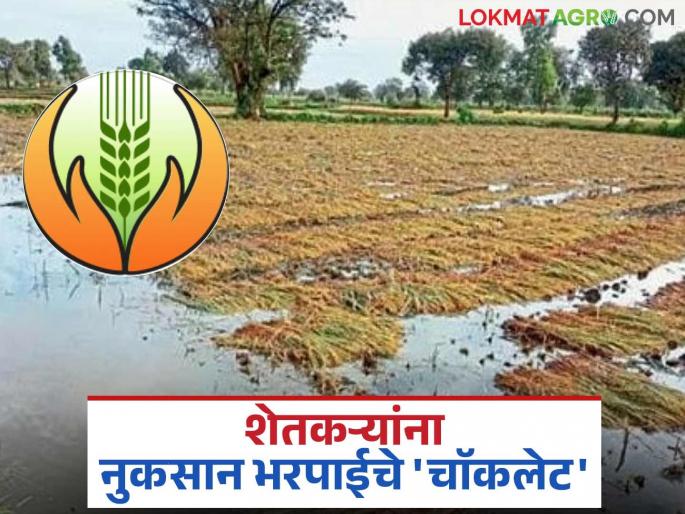 Pik Vima: latest news Farmers in the Kharpan belt face cruelty from insurance companies; Read the case in detail | Pik Vima: खारपान पट्ट्यातील शेतकऱ्यांची विमा कंपन्यांकडून 'गोड' क्रूरता; प्रकरण वाचा सविस्तर