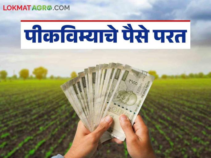 Latest news Pik Vima Yojana Refund of crop insurance amount mistakenly credited to bank account | Pik Vima Yojana : अन् खात्यावर चुकून आलेली पिकविम्याची रक्कम परत केली, शेतकऱ्याचे कौतुक  Latest news Pik Vima Yojana Refund of crop insurance amount mistakenly credited to bank account | Pik Vima Yojana : अन् खात्यावर चुकून आलेली पिकविम्याची रक्कम परत केली, शेतकऱ्याचे कौतुक