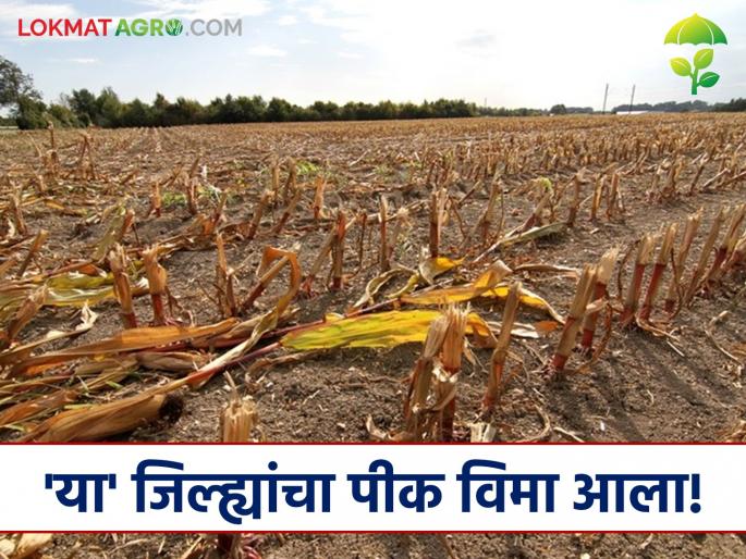 Latest News Pik Vima Yojana Crop insurance distribution has started in hingoli nanded districts too, read in details | Pik Vima Vitaran : 'या' जिल्ह्यांतही पीक विमा वितरणास सुरवात, तर अनेकांच्या पॉलिसी रद्द, वाचा सविस्तर  Latest News Pik Vima Yojana Crop insurance distribution has started in hingoli nanded districts too, read in details | Pik Vima Vitaran : 'या' जिल्ह्यांतही पीक विमा वितरणास सुरवात, तर अनेकांच्या पॉलिसी रद्द, वाचा सविस्तर