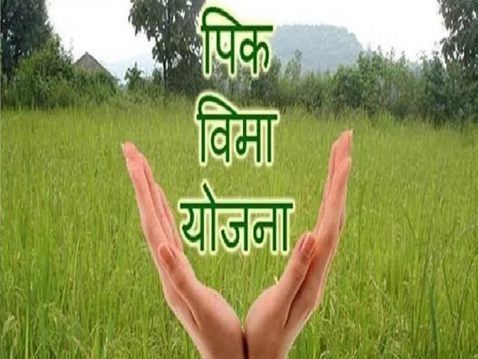 Three days left for crop insurance; Two lakh farmers participated in Satara district | पीक विम्यासाठी उरले तीन दिवस; सातारा जिल्ह्यात दोन लाख शेतकरी सहभागी Three days left for crop insurance; Two lakh farmers participated in Satara district | पीक विम्यासाठी उरले तीन दिवस; सातारा जिल्ह्यात दोन लाख शेतकरी सहभागी