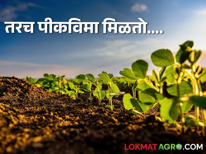 Latest News 'These' five things get farmers crop insurance by pmfby pikvima yojna | Crop Insurance : 'या' पाच गोष्टीमुळे शेतकऱ्यांना पीकविमा मिळतो, अन्यथा.... Latest News 'These' five things get farmers crop insurance by pmfby pikvima yojna | Crop Insurance : 'या' पाच गोष्टीमुळे शेतकऱ्यांना पीकविमा मिळतो, अन्यथा....