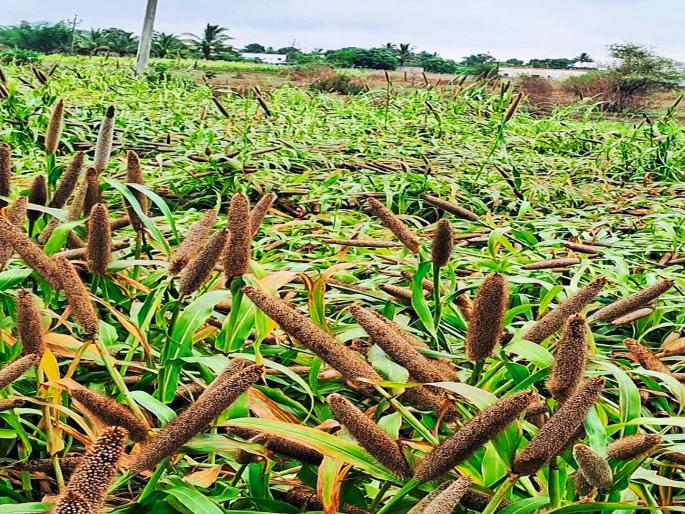 Farmers suffer losses due to rain in eastern part of Junnar taluka; Millet crops are destroyed | जुन्नर तालुक्याच्या पूर्व भागातील पावसाने शेतकऱ्यांचे नुकसान; बाजरी पिके भुईसपाट Farmers suffer losses due to rain in eastern part of Junnar taluka; Millet crops are destroyed | जुन्नर तालुक्याच्या पूर्व भागातील पावसाने शेतकऱ्यांचे नुकसान; बाजरी पिके भुईसपाट