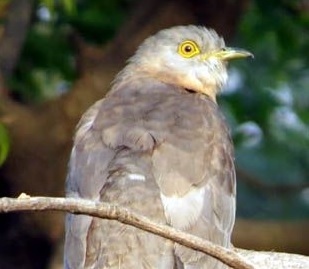 Saying ‘sow’, the rain bird gave a signal of rain to farmers | ‘पेरते व्हा’ म्हणत पावशा पक्ष्याने दिले पावसाचे संकेत Saying ‘sow’, the rain bird gave a signal of rain to farmers | ‘पेरते व्हा’ म्हणत पावशा पक्ष्याने दिले पावसाचे संकेत