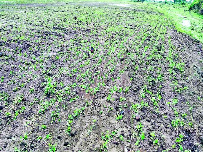 loss of crops on three and a half lakh hectares in Yavatmal, Wardha district | यवतमाळ, वर्धा जिल्ह्यात साडेतीन लाख हेक्टरवरील पिकांचे नुकसान; शेतकरी कोलमडून पडला loss of crops on three and a half lakh hectares in Yavatmal, Wardha district | यवतमाळ, वर्धा जिल्ह्यात साडेतीन लाख हेक्टरवरील पिकांचे नुकसान; शेतकरी कोलमडून पडला