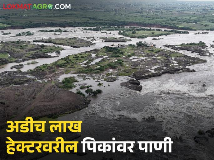 Latest News 2 lakh hectar crop damages by rain in Nashik district read in details | पावणेतीन लाखाहून अधिक शेतकऱ्यांची पिके मातीमोल, नाशिक जिल्ह्यातील परिस्थिती Latest News 2 lakh hectar crop damages by rain in Nashik district read in details | पावणेतीन लाखाहून अधिक शेतकऱ्यांची पिके मातीमोल, नाशिक जिल्ह्यातील परिस्थिती