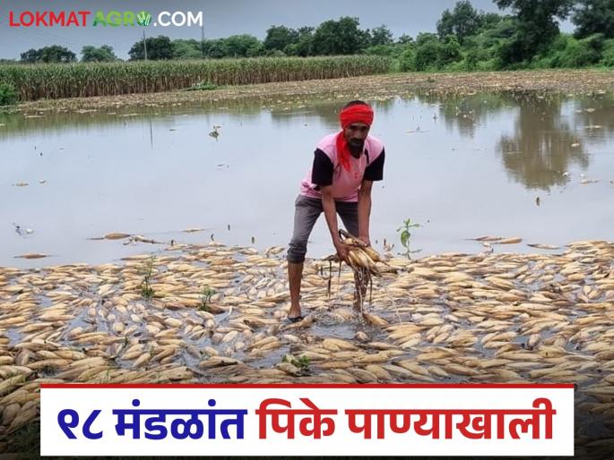 Latest news rain crops Damage Dreams, hopes and future submerged in 48 hours, crops under water in 98 mandals of Nashik | 48 तासांत स्वप्न, आशा आणि भविष्यावरही पाणी, नाशिकच्या 98 मंडळांत पिके पाण्याखाली