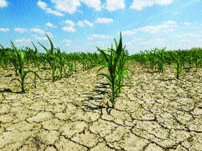 Farmer in worries, due to water crisis due to rabi season! | शेतकरी चिंतातूर, पाण्याअभावी रब्बी हंगामही संकटात! Farmer in worries, due to water crisis due to rabi season! | शेतकरी चिंतातूर, पाण्याअभावी रब्बी हंगामही संकटात!