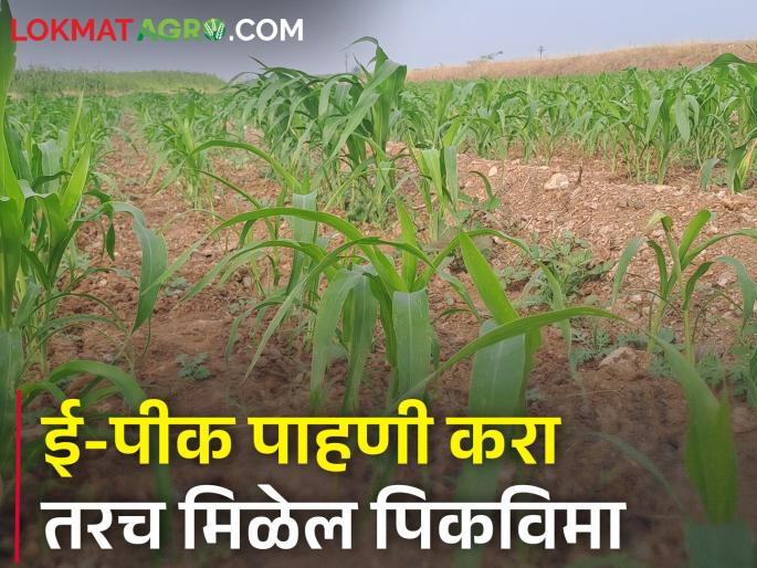 E-Peak pahani inspection for Rabi season begins start | रब्बी हंगामासाठी ई-पीक पाहणी सुरु E-Peak pahani inspection for Rabi season begins start | रब्बी हंगामासाठी ई-पीक पाहणी सुरु
