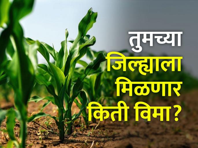 In the first phase, 35 lakh farmers will get advance crop insurance of Rs 1700 crore | पहिल्या टप्प्यात ३५ लाख शेतकऱ्यांना १७०० कोटी रुपयांचा अग्रीम पीक विमा मिळणार In the first phase, 35 lakh farmers will get advance crop insurance of Rs 1700 crore | पहिल्या टप्प्यात ३५ लाख शेतकऱ्यांना १७०० कोटी रुपयांचा अग्रीम पीक विमा मिळणार
