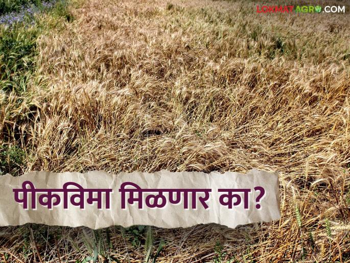 It is unacceptable for insurance companies to give hundred percent crop compensation | Crop Insurance शंभर टक्के पिक नुकसानभरपाई देणे विमा कंपन्यांना अमान्य It is unacceptable for insurance companies to give hundred percent crop compensation | Crop Insurance शंभर टक्के पिक नुकसानभरपाई देणे विमा कंपन्यांना अमान्य