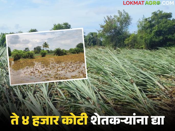 This year, the government's remaining Rs 4,000 crore for crop insurance premiums can be given to farmers | यंदा पीक विमा हप्त्यापोटी सरकारचे वाचलेले ४ हजार कोटी आपत्तीग्रस्त शेतकऱ्यांना देता येतील का? वाचा सविस्तर This year, the government's remaining Rs 4,000 crore for crop insurance premiums can be given to farmers | यंदा पीक विमा हप्त्यापोटी सरकारचे वाचलेले ४ हजार कोटी आपत्तीग्रस्त शेतकऱ्यांना देता येतील का? वाचा सविस्तर