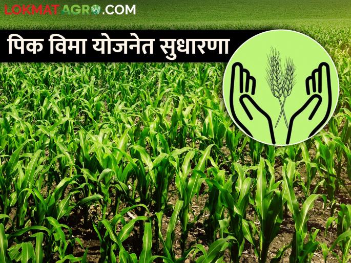 There will be improvement in the implementation of crop insurance scheme | राज्यात पीक विमा योजनेच्या अंमलबजावणीत सुधारणा होणार There will be improvement in the implementation of crop insurance scheme | राज्यात पीक विमा योजनेच्या अंमलबजावणीत सुधारणा होणार