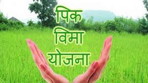 15 crore crop insurance compensation to farmers | शेतकऱ्यांना १५ कोटींची पीकविमा भरपाई जमा 15 crore crop insurance compensation to farmers | शेतकऱ्यांना १५ कोटींची पीकविमा भरपाई जमा