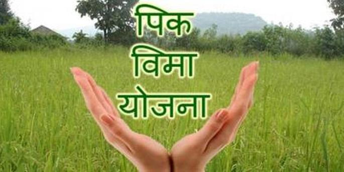 Insurance cover for crops on 1.69 lakh hectares! | १.६९ लाख हेक्टरवरील पिकांना विम्याचे कवच! Insurance cover for crops on 1.69 lakh hectares! | १.६९ लाख हेक्टरवरील पिकांना विम्याचे कवच!